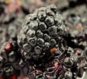 Соус из ежевики и неспелого винограда рецепт с фото